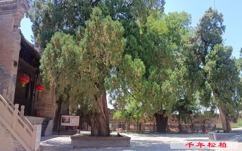 千年松柏